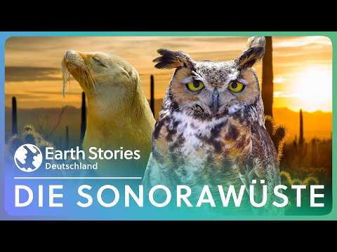 XXL Doku: Das unglaubliche Wüstenparadies Mexikos