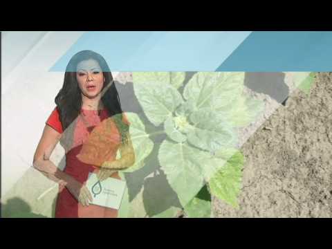 Zelena prognoza, 5.6.2017. - O stanju u usevima suncokretu