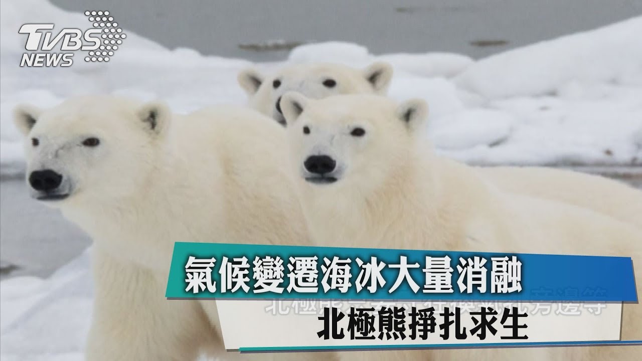 氣候變遷海冰大量消融　北極熊掙扎求生