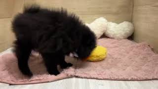 ポメラニアンの動画01