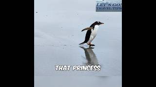 Antarctica Cruises ARE Happening! Don't Believe the Rumors! #shorts