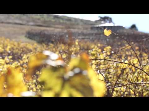 Mount Majura Vineyard