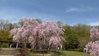 北山緑化植物園の桜　[西宮]