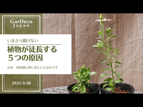 園芸 長葉肺草、狭葉肺草