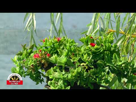 Marin Petrică Cristian - Tatăl meu cu suflet bun - Emisiunea Petreceți cu noi