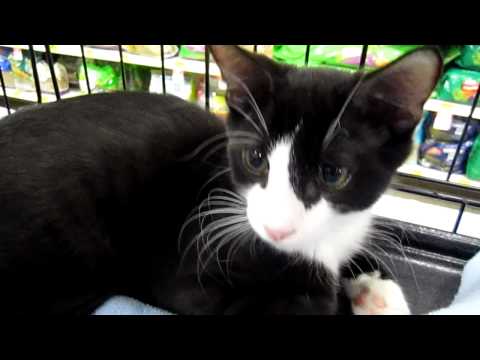 Cowboy, an adopted Domestic Short Hair in Apex, NC_image-1