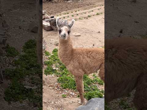 Antón la llama bebé en Barrancas Jujuy