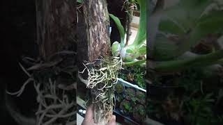 Download lagu #maaf ini bukan drakor tapi........ 😂 mp3