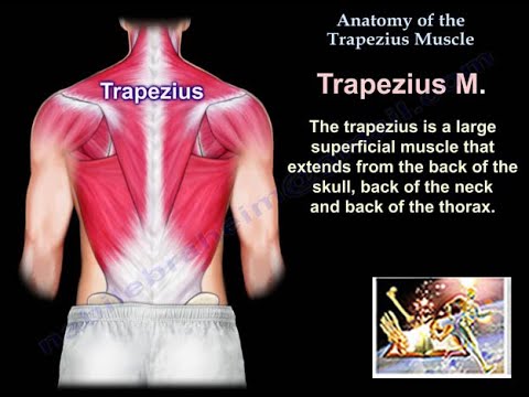 Anatomy of the Trapezius Muscle – Dr. Nabil Ebraheim's Blog