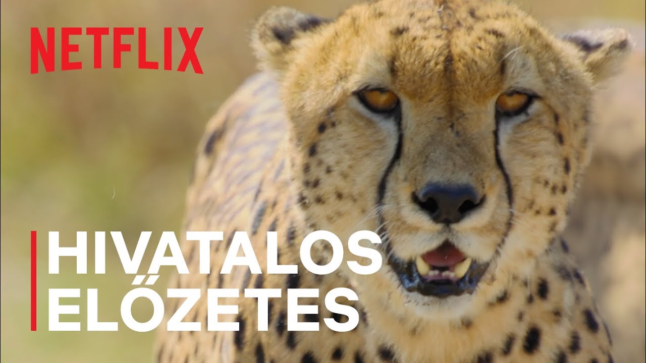 Állati természet | Hivatalos előzetes | Netflix