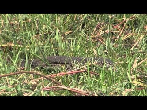 African Water Monitor Lizard