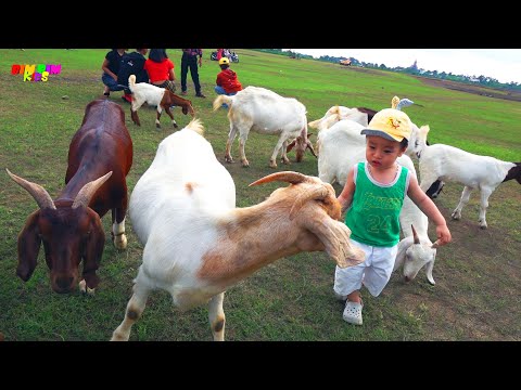 , title : 'Con Dê - Mẹ ơi tại sao, Cháu yêu bà - Ca nhạc thiếu nhi hay vui nhộn cho bé yêu'