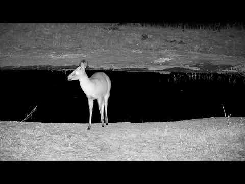 Djuma: Grey Duiker drinking at the pan - 00:11 - 09/20/21