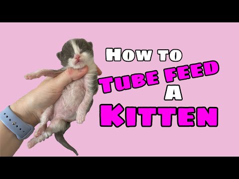 How to Tube Feed a Kitten