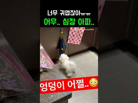 이 귀여움 어쩔건데 #썰 #짤 #이슈 #강아지