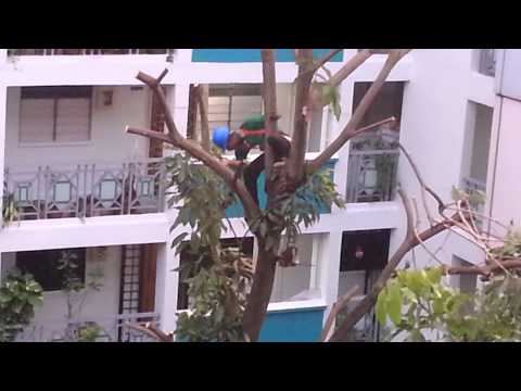 Tree Pruning Done Wrong - Safety or Work comes first?