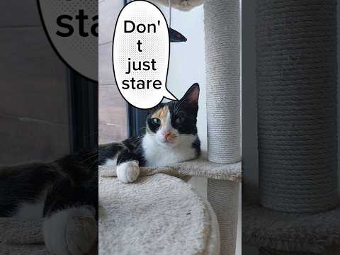 Take Action now #shorts #cat #takeactionnow