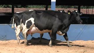 Vídeo 45 - 1ª ETAPA MEGA LIQUIDAÇÃO TOTAL AGROPECUÁRIA MARAJOARA - DIA 4 | GADO GIROLANDO E HOLANDÊS