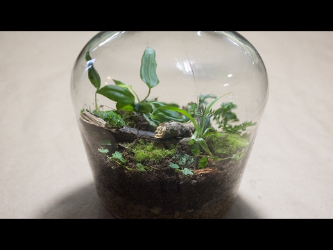 Individuelles Flaschenterrarium - Eine Flasche Garten bitte!