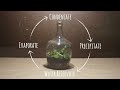 Individuelles Flaschenterrarium - Eine Flasche Garten bitte!