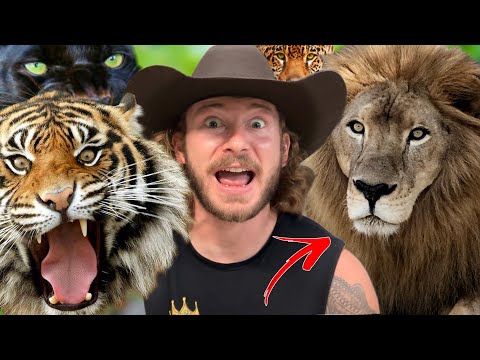 Feeding BIG CATS! 