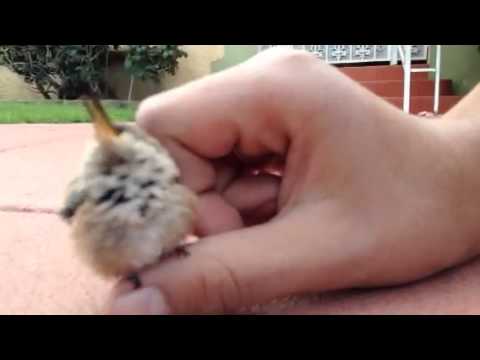 The Cutest baby Hummingbird Ever