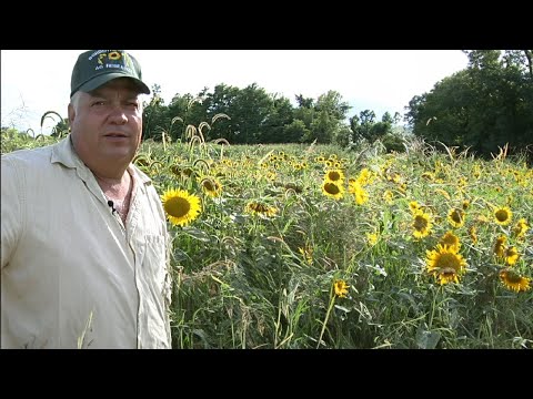 Strategies for Successful Biodiesel Crop Cultivation