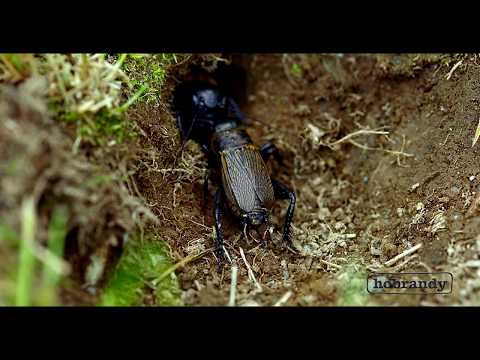 4k Kampf der Grillen