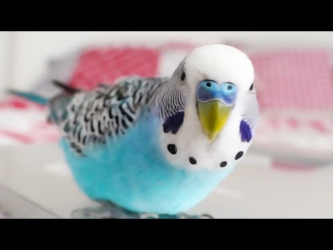 Budgie singing to Youtube Playbutton - Cookie sounds