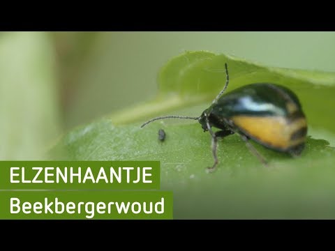 Elzenhaantje | Beekbergerwoud