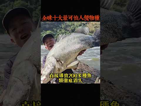 全球十大最可怕入侵物種，美國緬甸蟒只能排第六，第一名被稱為全球最大入侵災難 #世界之最#世界之最  #世界之最top#世界之最world