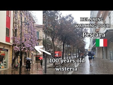 April light rain and beautiful flowers-wisteria story in the subtitles