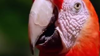 Macaw birds in the Amazon jungle  - BBC wildlife