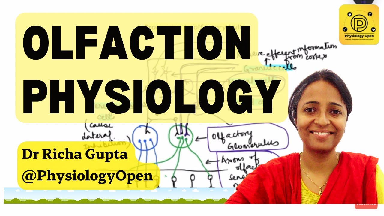 Olfactory system anatomy and physiology , pathways | Special senses, sense of smell