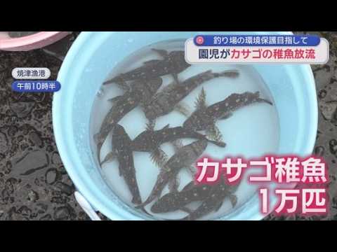 YouTube Video 「かわいく！大きく！強く！なってほしい」　幼稚園児がカサゴの稚魚1万匹を放流　静岡・焼津市