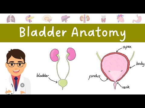 Anatomy of the BLADDER (made easy!)