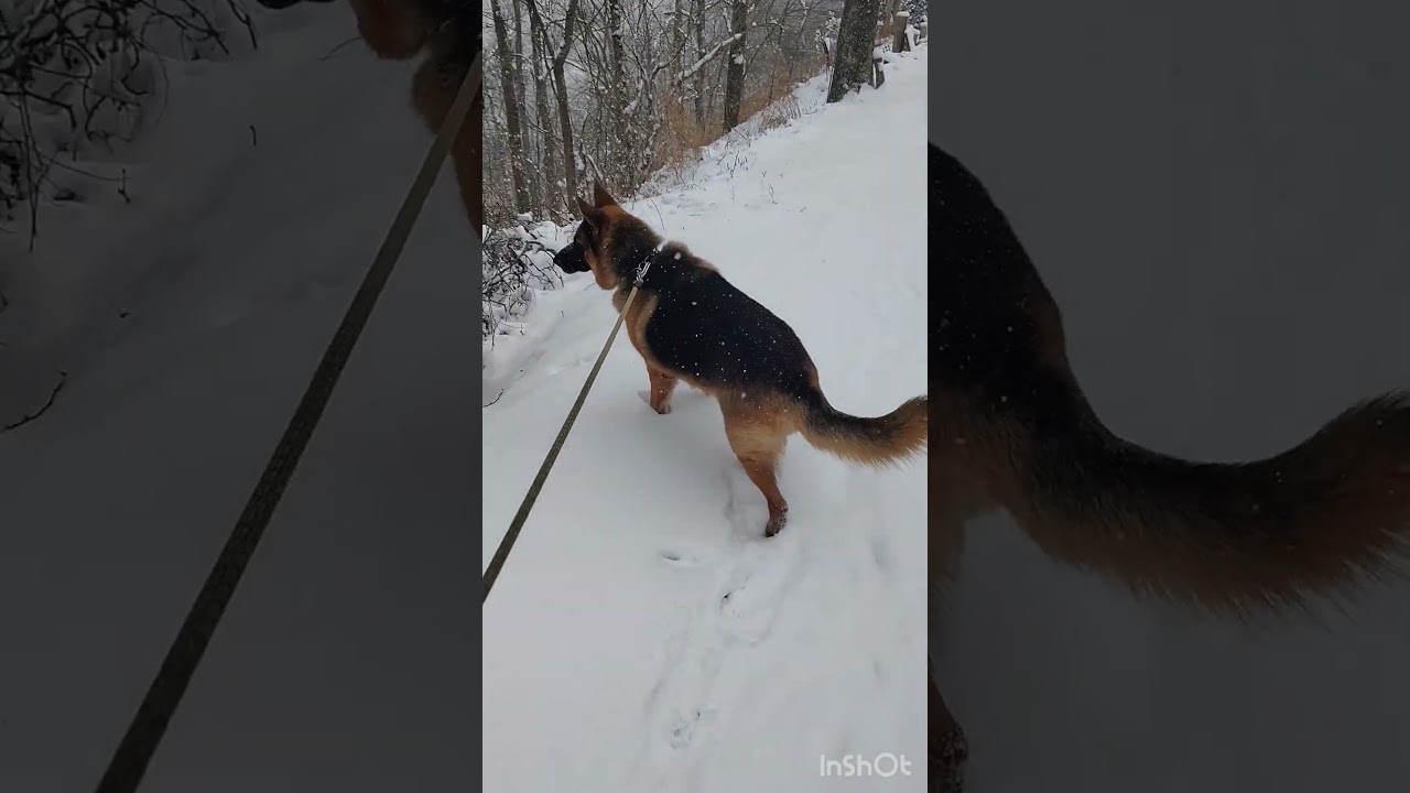 Enlarge Paddy, an adopted German Shepherd Dog in Greeneville, TN video 6/6