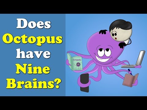 Does Octopus have Nine Brains? | #aumsum