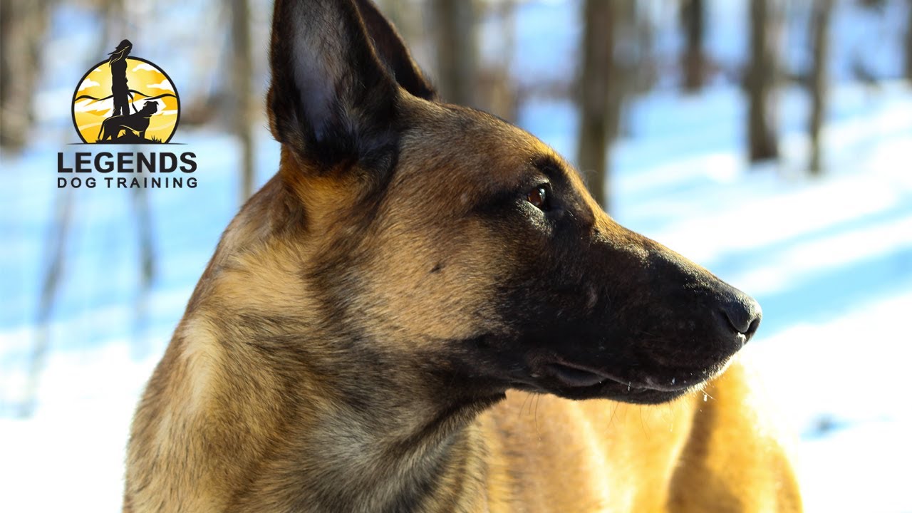 Tintin's Story. Legends Dog Training