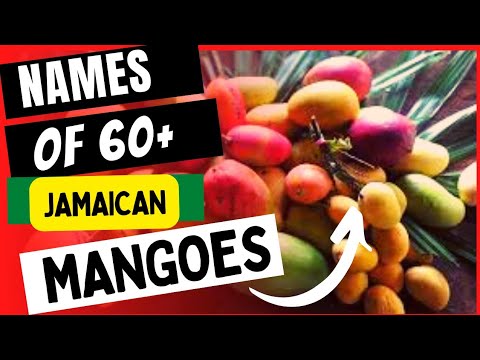 60+ NAMES OF JAMAICAN MANGOES, And Descriptions