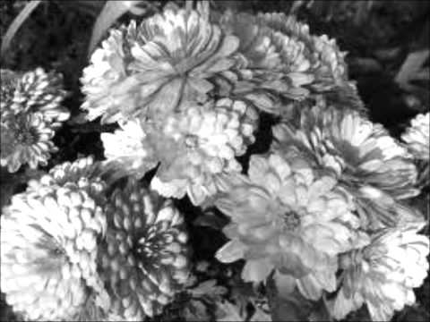 nashdidan hand in hand נאשדידאן יד ביד