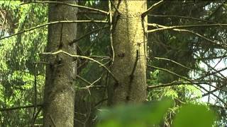 preview picture of video 'Bäume über Bäume: Forstbetrieb Sonthofen stellt Planung für die nächsten Jahre vor'