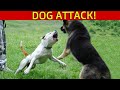 Large German Shepherd attacks Pitbull at Dog Park (Dog Park attack Injury!) Who's fault?