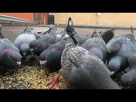 Hungry Pigeons Eating Seeds