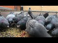 Hungry Pigeons Eating Seeds
