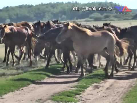 Выпуск программы «День» от 29 июня 2016г.