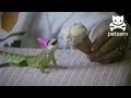 Iguanas Celebrate Their Birthdays With Ice Cream