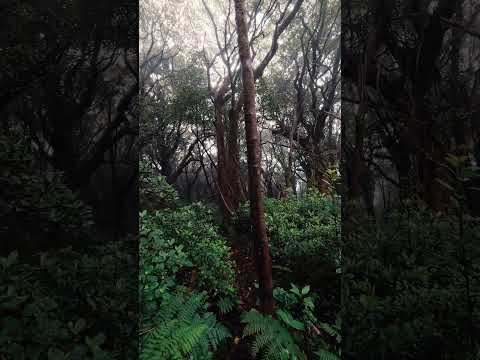 Aquí el misterio echó raíces 🌲🖤📍Poás de Alajuela #costarica #hiking