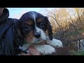 Cavalier King Charles Spaniel dogs for sale: Vivian - Video 2