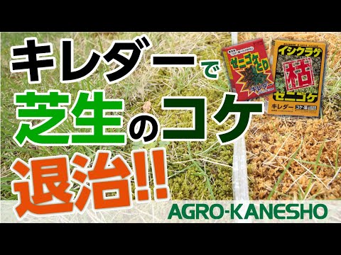 コケを完全に除去します。これにより、芝生が再び美しくなります。 トピックス